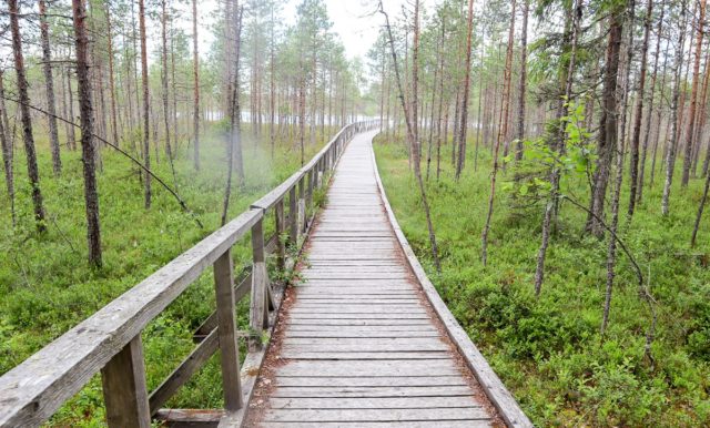 Luupään lenkki / Leivonmäen kansallispuisto