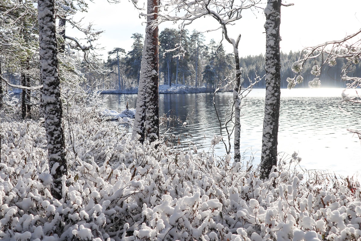 Kansallispuistot talvella / Salamajärvi